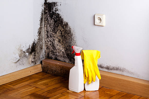 Best Commercial Mold Remediation in Biscayne Park, FL